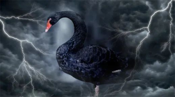 股市的黑天鹅事件对投资者有何影响 是否应该担心