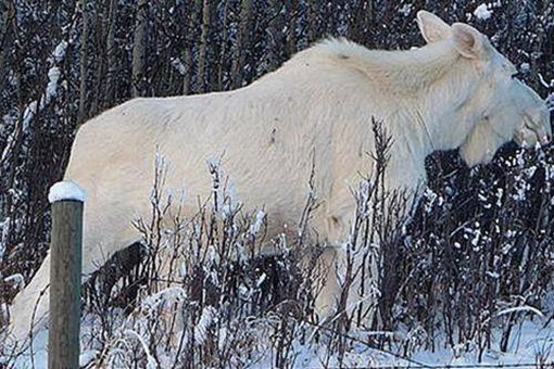 神龙架历史神秘事件 揭秘神龙架十大神秘事件