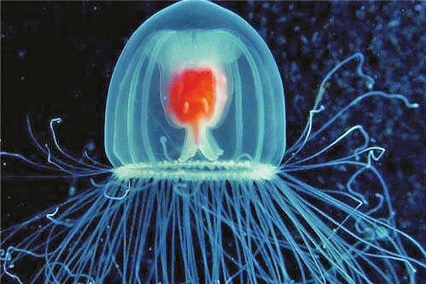 世界上三大不死的动物是什么:没有不死的生物