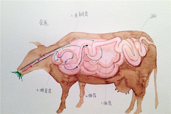 牛有几个胃:反刍动物都有四个胃(胃皱胃最重要)
