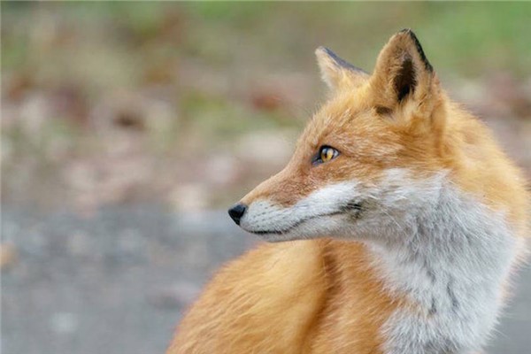 动物繁殖的方式:胎生卵生和卵胎生(三种繁殖方式)