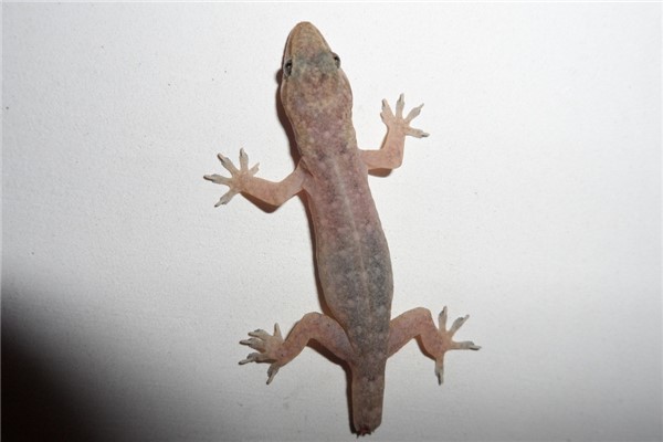 壁虎吃什么:壁虎专吃烦扰人的小动物(苍蝇蚊子等)