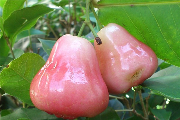 莲雾怎么挑:看颜色看形状(颜色越暗越红果形越大越好)