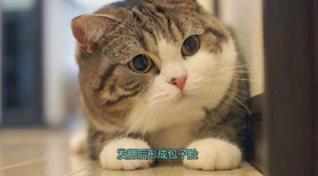 发腮是什么意思