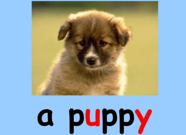 puppy是什么意思