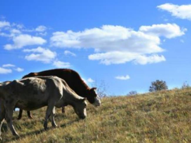 牛马是什么意思