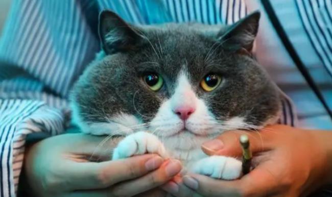 吸猫是什么意思