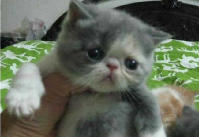 悻悻然是什么意思