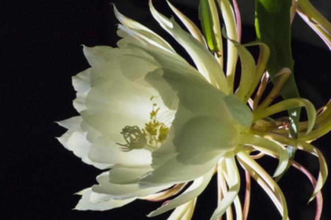 昙花一现是什么意思