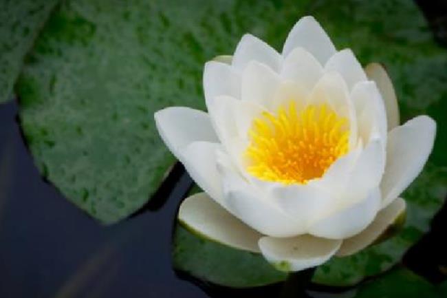 白莲花是什么意思