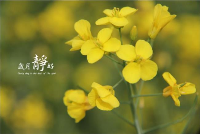 岁月静好是什么意思