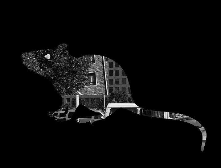 老鼠仓是什么意思 老鼠仓技术特征