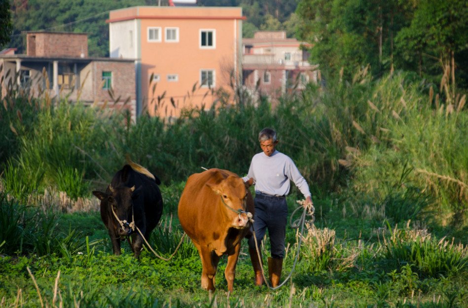 新农合社保卡丢了怎么补办 哪里补办