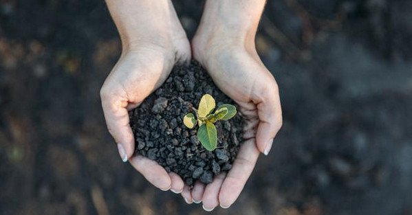 支付宝健康金在哪领取 健康金领取规则一览