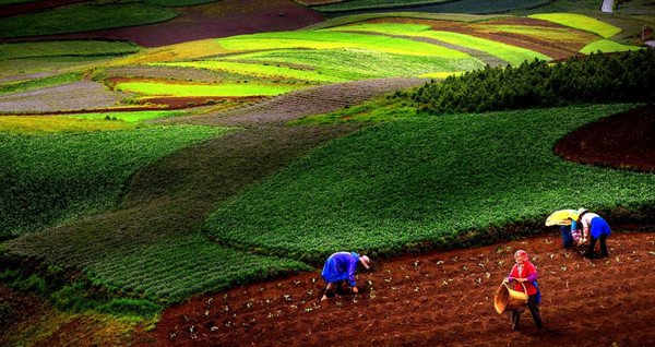 农村免息贷款怎么办理 附申请条件和流程