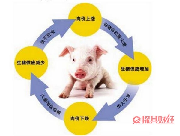 蛛网理论的形式有哪些 详情如图