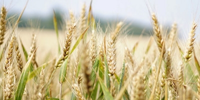 2020年农业补贴什么时候发放 发放时间是这样规定的